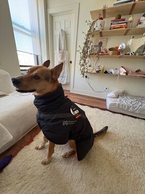 Non-stop Dogwear 3295 TREKKING Insulated Dog Jacket In Black SIZE 65